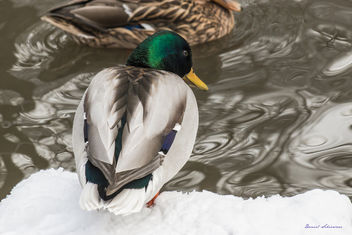 Duck in snow - Ente im Schnee - бесплатный image #296191