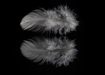 White Feather: Moon Blessings [Explored] - Free image #296361