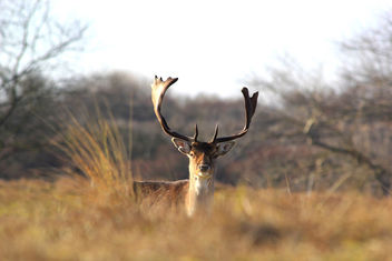 Fallow deers @ Zandvoort - Free image #296411