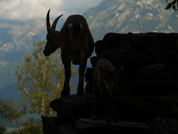 Swiss Ibex Silhouette - бесплатный image #296421