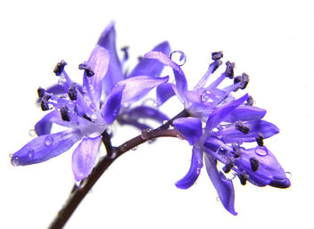Lovely little blue flower. Macro. - image gratuit #296661 