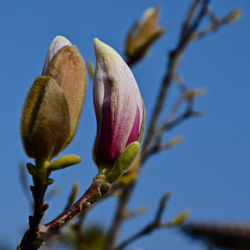Spring is incoming.. in my garden too! - image gratuit #296691 