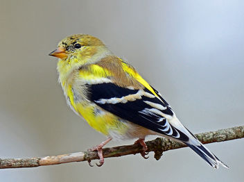 Goldfinch Molting to Breeding Plumage - бесплатный image #297021