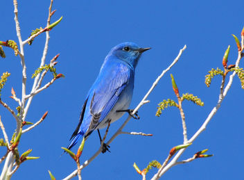 Mountain Bluebird Seedskadee NWR - Kostenloses image #297421