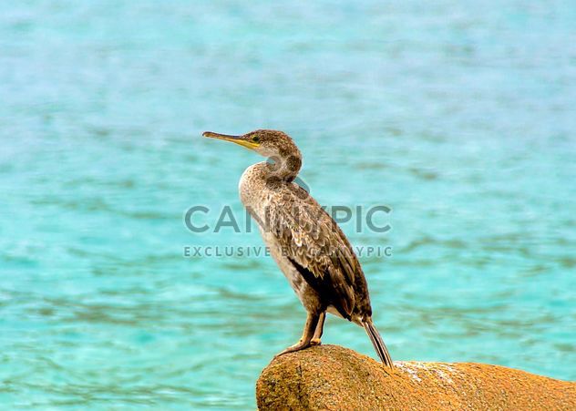 Cormorant on the stone at the sea - Free image #297501