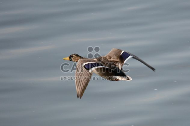 Duck flying over the pond - бесплатный image #297561