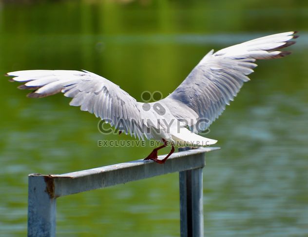 seagull landing - бесплатный image #297581