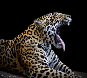 Jaguar yawning - Free image #298421