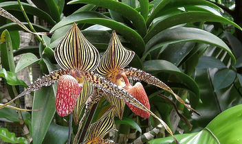 Singapore-National orchid garden 12 - image gratuit #299101 
