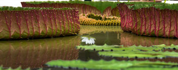Giant waterlily - Kostenloses image #299131