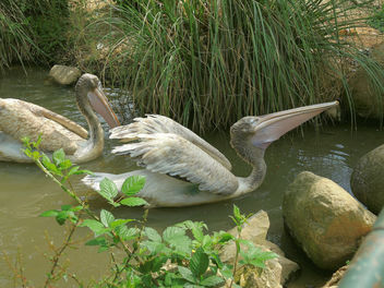 Turkey (Polonezkoy Zoo)- Pelicans - image gratuit #299191 
