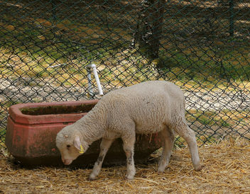 Turkey (Polonezkoy Zoo)- Small lamb - Kostenloses image #299201
