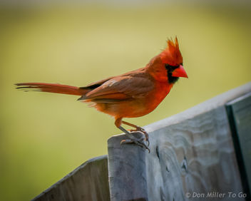 Cardinal (male) - image gratuit #299441 