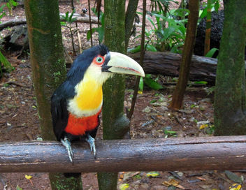 Brazil (Iguacu Birds Park) Tucan - image #300001 gratis