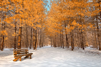 Gold Winter Pine Trail - HDR - image gratuit #300061 