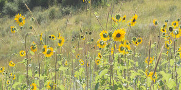 Yellow Flowers, Garden of the Gods - Free image #300551
