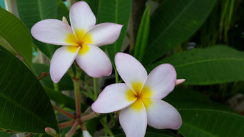 Madeira Blooms - Free image #300631