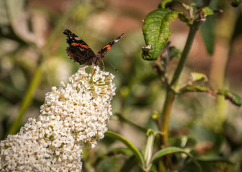 Red Admiral - Kostenloses image #300701