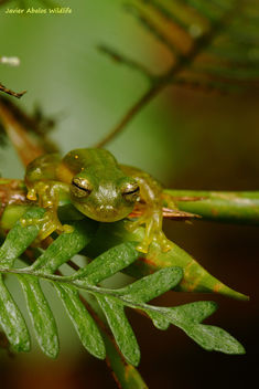 Glass frog (Centrolenidae) in Mindo (Ecuador) - image gratuit #300801 