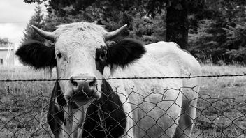 Cow - Kostenloses image #301011