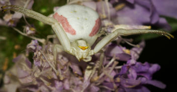 Aggressive Crab Spider - Kostenloses image #301191