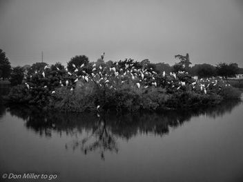 Early at the Rookery - image gratuit #301311 