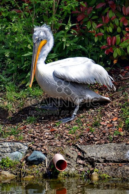 American pelican rests - image #301621 gratis