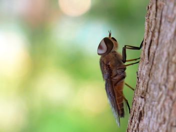 Grey fly on a tree - image gratuit #301721 