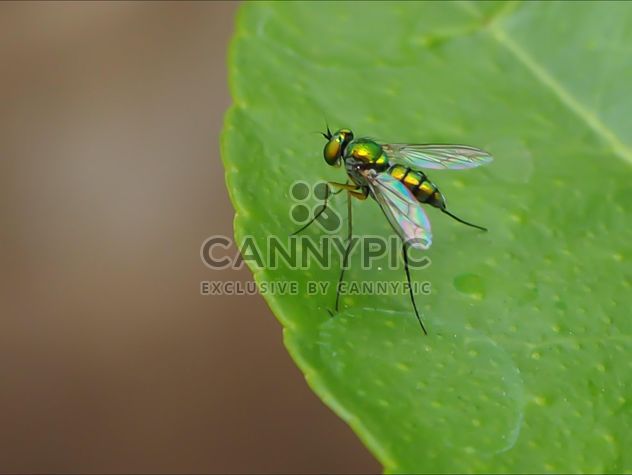Green fly on a leaf - image gratuit #301741 