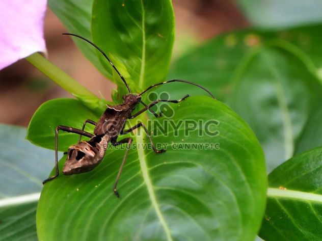 Bug in the garden - image #301751 gratis