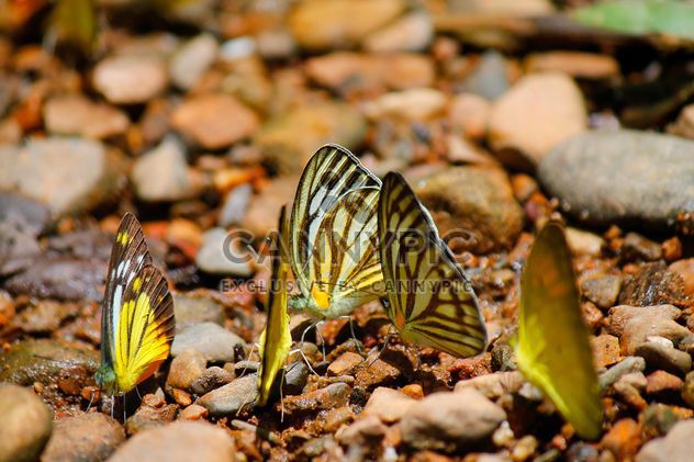 Yellow butterflies on stones - image #303771 gratis