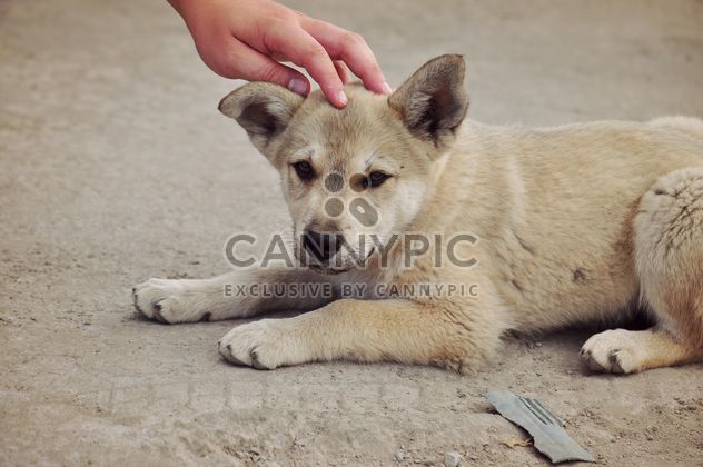 Man stroking a puppy - image #303791 gratis