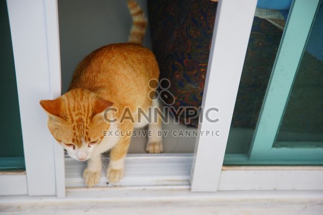 red cat takes a morning walk - бесплатный image #304031