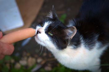 A cat smelling a sausage - image #304051 gratis