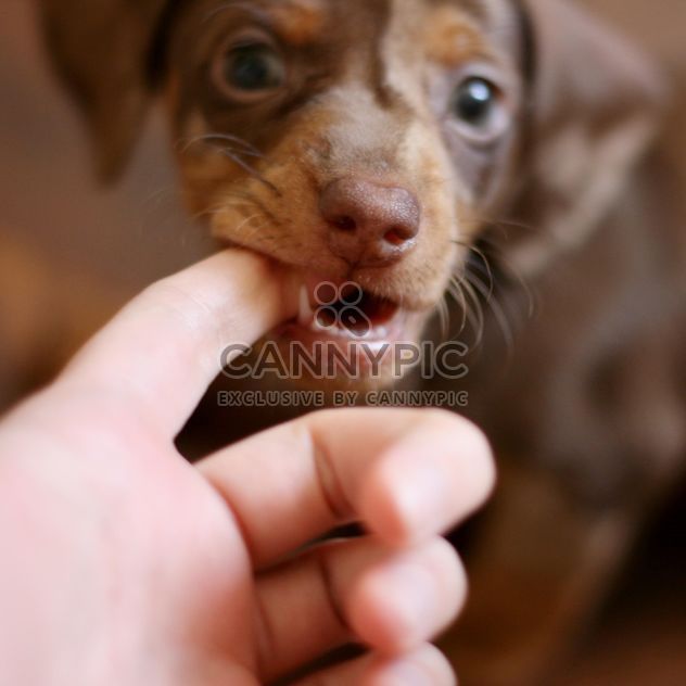 Dachshund puppy playing with a human finger - Free image #304131