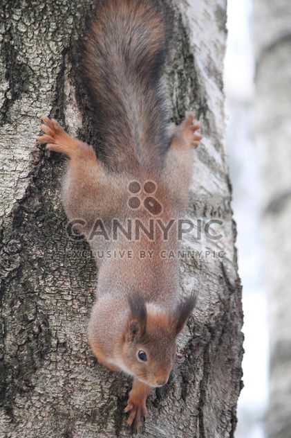 Cute squirrel on tree - image #304361 gratis