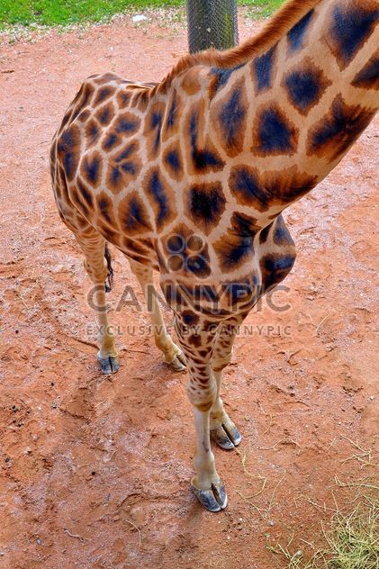 Giraffe in park - Kostenloses image #304521