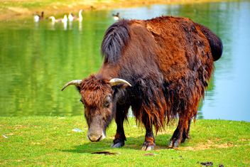 Red buffalo - image #304741 gratis