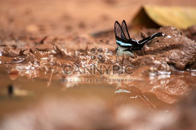 Beautiful butterfly on ground - бесплатный image #304861