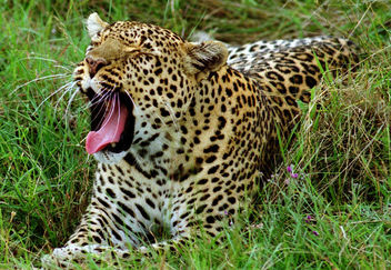Leopard yawning, Masai Mara, Kenya - image #305951 gratis