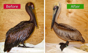 Gulf-Oiled-Pelican-Before-After-Cleaning - image #306261 gratis