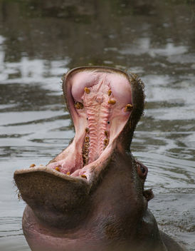Hippo Yawn - Kostenloses image #306281