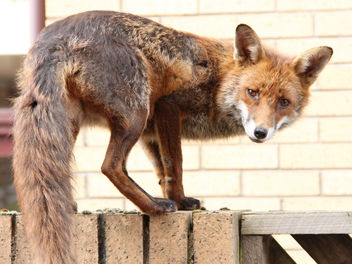 Urban fox - Kostenloses image #306371