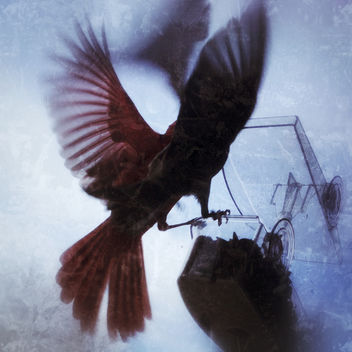 drama at the birdfeeder - бесплатный image #306701