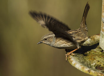 A Dunnock in take-off - image gratuit #306731 