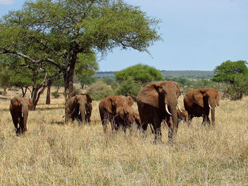 Elephants in Tarangire, Tanzania - Kostenloses image #306851