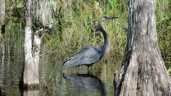 Florida: Big Cypress Swamp - a Majestic Blue Heron - image #307061 gratis