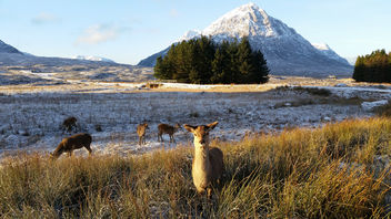 Wild Red Deer - image gratuit #307071 