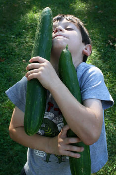 harvest: enormous cucumber - image gratuit #308501 