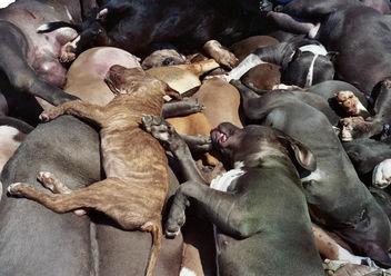 Graphic Dead family pet dogs & puppies killed by the city of Denver, CO because of Breed Specific Legislation (BSL) discrimination - image #308551 gratis